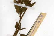 <strong>Sterculiaceae - Melochia - Melochia corchorifolia L.</strong><br />© hnb