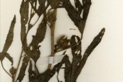 <strong>Malvaceae - Hibiscus - Hibiscus cannabinus L.</strong><br />© hnb