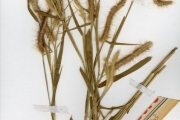 <strong>Poaceae - Pennisetum - Pennisetum polystachion (L.) Schult.</strong><br />© hnb