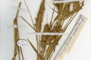 <strong>Poaceae - Pennisetum - Pennisetum pedicellatum Trin.</strong><br />© hnb