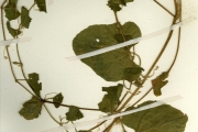 <strong>Cucurbitaceae - Cucumis - Cucumis melo L. subsp. agrestis (Naudin) Pangalo</strong><br />© hnb