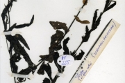 <strong>Scrophulariaceae - Buchnera - Buchnera hispida Buch.-Ham. ex D.Don</strong><br />© hnb