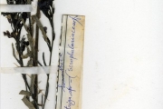 <strong>Scrophulariaceae - Striga - Striga hermonthica (Delile) Benth.</strong><br />© hnb