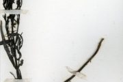 <strong>Scrophulariaceae - Striga - Striga hermonthica (Delile) Benth.</strong><br />© hnb