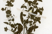<strong>Acanthaceae - Nelsonia - Nelsonia canescens (Lam.) Spreng.</strong><br />© hnb