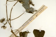 <strong>Convolvulaceae - Ipomoea - Ipomoea dichroa Hochst. ex Choisy</strong><br />© hnb