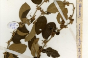 <strong>Rhamnaceae - Ziziphus - Ziziphus abyssinica A.Rich.</strong><br />© hnb