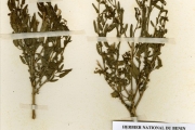<strong>Capparidaceae - Cleome - Cleome monophylla L.</strong><br />© hnb