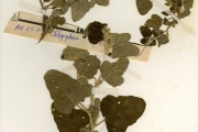 <strong>Euphorbiaceae - Chrozophora - Chrozophora brocchiana (Vis.) Schweinf.</strong><br />© hnb