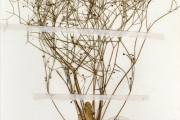 <strong>Molluginaceae - Mollugo - Mollugo nudicaulis Lam.</strong><br />© hnb