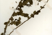 <strong>Euphorbiaceae - Phyllanthus - Phyllanthus reticulatus Poir.</strong><br />© hnb