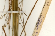 <strong>Poaceae - Panicum - Panicum anabaptistum Steud.</strong><br />© hnb
