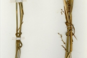 <strong>Poaceae - Panicum - Panicum anabaptistum Steud.</strong><br />© hnb