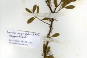 <strong>Capparidaceae - Boscia - Boscia angustifolia A.Rich.</strong><br />© hnb