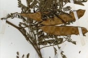 <strong>Leguminosae-Mimosoideae - Albizia - Albizia chevalieri Harms</strong><br />© hnb