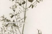 <strong>Acanthaceae - Peristrophe - Peristrophe paniculata (Forssk.) Brummitt</strong><br />© hnb