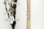 <strong>Scrophulariaceae - Striga - Striga asiatica (L.) Kuntze</strong><br />© hnb