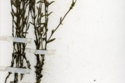 <strong>Scrophulariaceae - Striga - Striga asiatica (L.) Kuntze</strong><br />© hnb