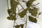 <strong>Passifloraceae - Adenia - Adenia lobata (Jacq.) Engl.</strong><br />© hnb