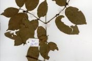 <strong>Rubiaceae - Rytigynia - Rytigynia nigerica (S.Moore) Robyns</strong><br />© hnb