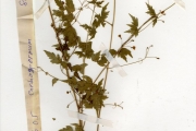 <strong>Sapindaceae - Cardiospermum - Cardiospermum halicacabum L.</strong><br />© hnb