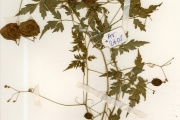 <strong>Sapindaceae - Cardiospermum - Cardiospermum halicacabum L.</strong><br />© hnb