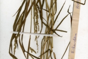 <strong>Poaceae - Echinochloa - Echinochloa colona (L.) Link</strong><br />© hnb