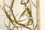 <strong>Poaceae - Urochloa - Urochloa villosa (Lam.) T.Q.Nguyen</strong><br />© hnb