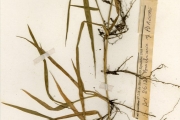 <strong>Poaceae - Urochloa - Urochloa villosa (Lam.) T.Q.Nguyen</strong><br />© hnb