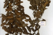 <strong>Oleaceae - Jasminum - Jasminum kerstingii Gilg & Schellenb.</strong><br />© hnb