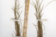 <strong>Poaceae - Microchloa - Microchloa kunthii Desv.</strong><br />© hnb