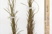 <strong>Poaceae - Microchloa - Microchloa kunthii Desv.</strong><br />© hnb