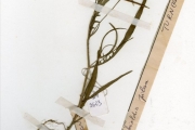 <strong>Turneraceae - Wormskioldia - Wormskioldia pilosa (Willd.) Schweinf. ex Urb.</strong><br />© hnb