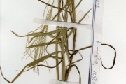 <strong>Poaceae - Digitaria - Digitaria debilis (Desf.) Willd.</strong><br />© hnb