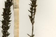 <strong>Rubiaceae - Thecorchus - Thecorchus wauensis (Hiern) Bremek.</strong><br />© hnb