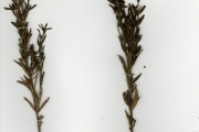 <strong>Rubiaceae - Thecorchus - Thecorchus wauensis (Hiern) Bremek.</strong><br />© hnb