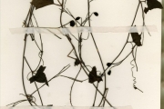 <strong>Cucurbitaceae - Trochomeria - Trochomeria macrocarpa (Sond.) Hook.f.</strong><br />© hnb