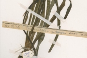 <strong>Amaryllidaceae - Pancratium - Pancratium tenuifolium Hochst. ex A.Rich.</strong><br />© hnb