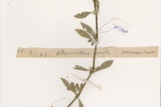 <strong>Amaranthaceae - Alternanthera - Alternanthera sessilis (L.) R.Br. ex DC.</strong><br />© hnb