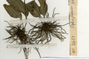 <strong>Ophioglossaceae - Ophioglossum - Ophioglossum costatum R.Br.</strong><br />© hnb