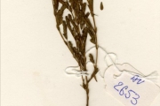 <strong>Leguminosae-Papilionoideae - Bakerophyton - Bakerophyton lateritium (Harms) Hutch. ex Maheshw.</strong><br />© hnb