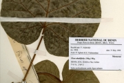 <strong>Moraceae - Ficus - Ficus abutilifolia (Miq.) Miq.</strong><br />© hnb
