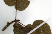 <strong>Moraceae - Ficus - Ficus abutilifolia (Miq.) Miq.</strong><br />© hnb