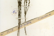 <strong>Scrophulariaceae - Striga - Striga asiatica (L.) Kuntze</strong><br />© hnb
