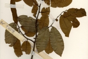 <strong>Annonaceae - Uvaria - Uvaria chamae P.Beauv.</strong><br />© hnb