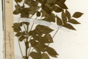 <strong>Rutaceae - Clausena - Clausena anisata (Willd.) Hook.f. ex Benth.</strong><br />© hnb