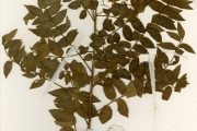 <strong>Rutaceae - Clausena - Clausena anisata (Willd.) Hook.f. ex Benth.</strong><br />© hnb