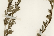 <strong>Leguminosae-Papilionoideae - Eriosema - Eriosema molle Hutch. ex Milne-Redh.</strong><br />© hnb