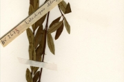 <strong>Asclepiadaceae - Cryptolepis - Cryptolepis oblongifolia (Meisn.) Schltr.</strong><br />© hnb