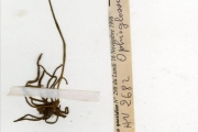 <strong>Ophioglossaceae - Ophioglossum - Ophioglossum reticulatum L.</strong><br />© hnb